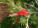 Grevillea Scarlet King